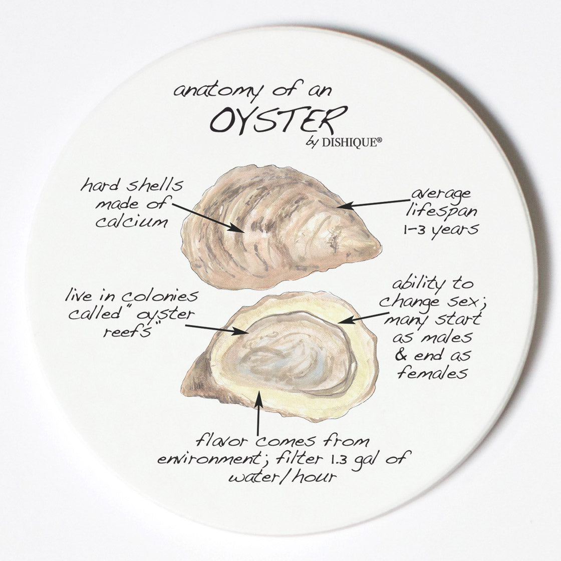 Individual Coasters - Animals & Insects - Oyster
