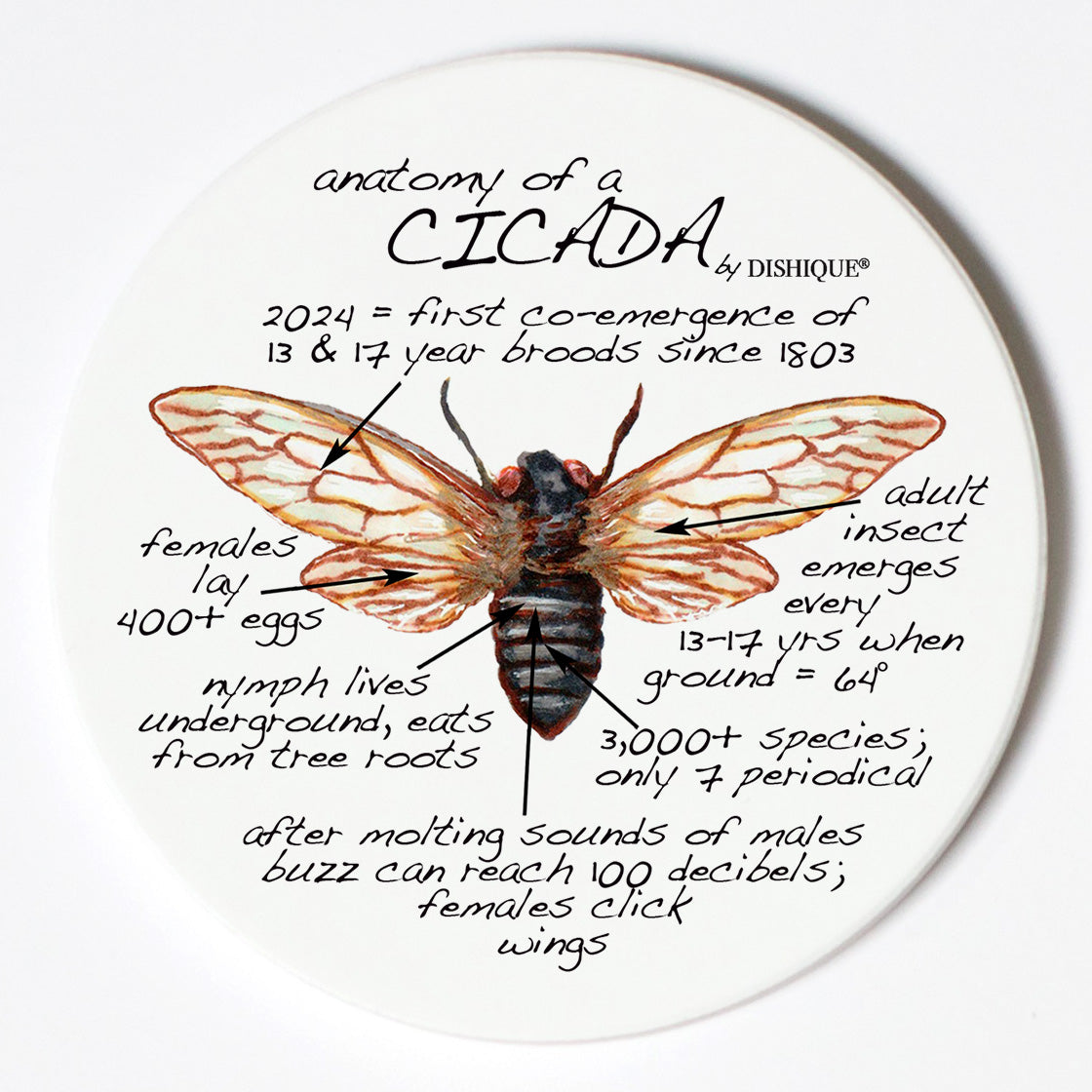 Individual Coasters - Animals & Insects - Cicada