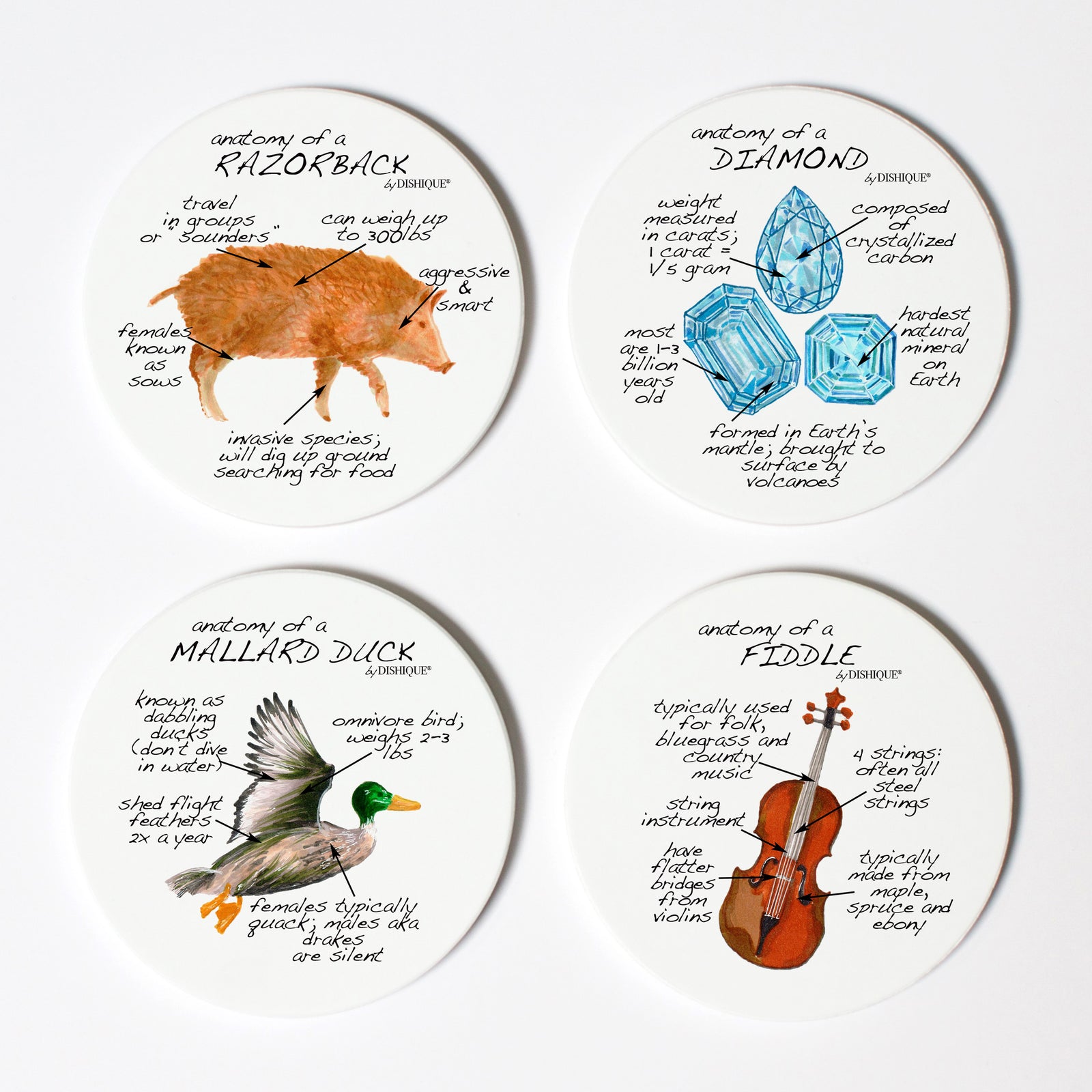 Arkansas Anatomy Coaster Set
