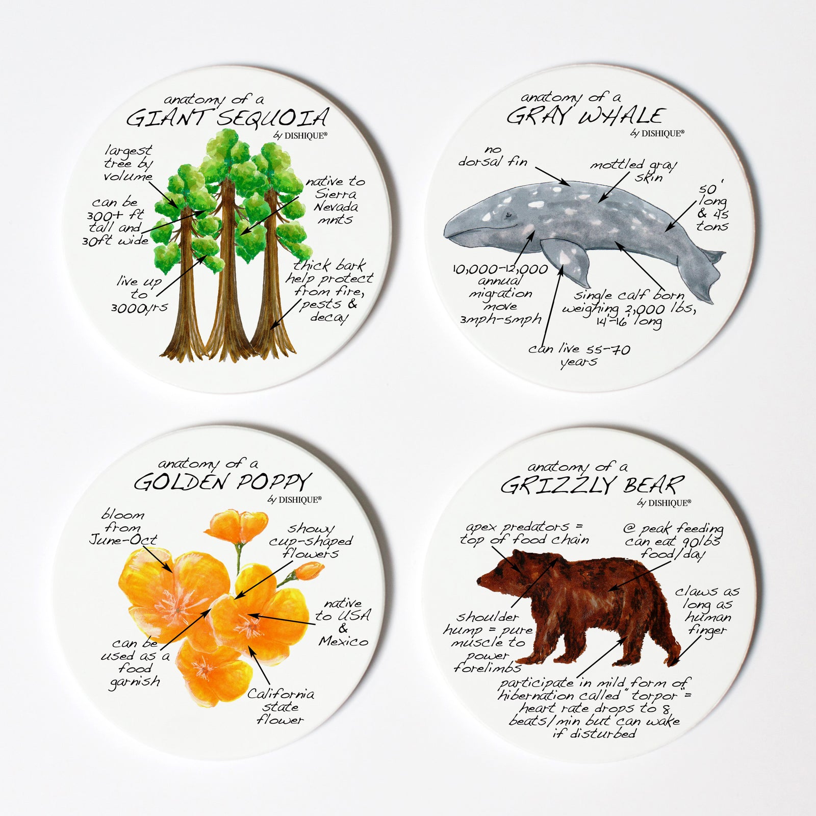 California Anatomy Coaster Set