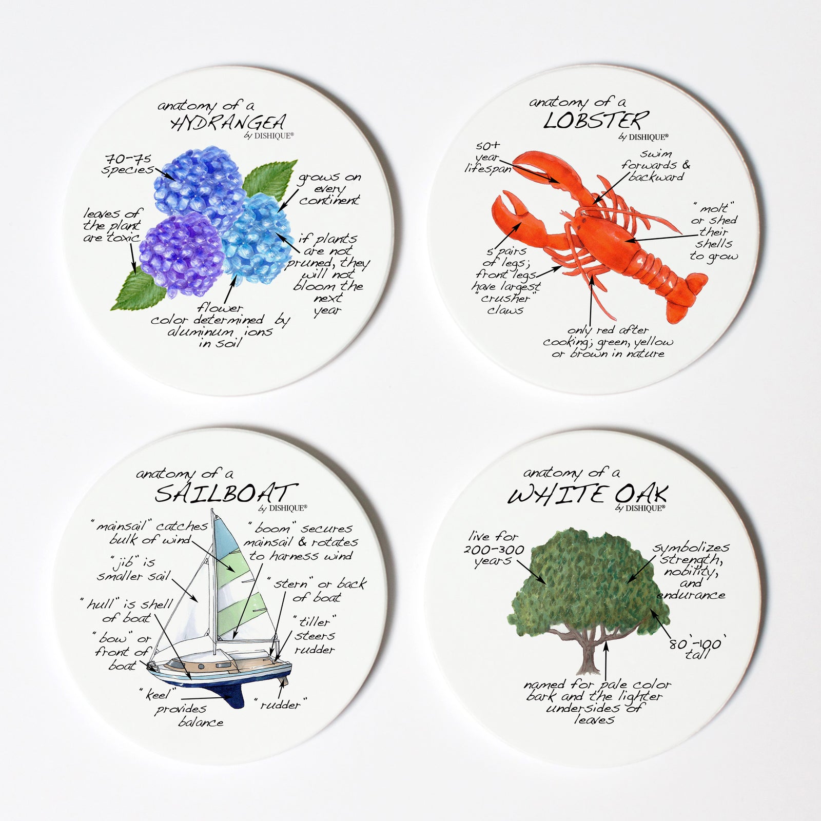 Connecticut Anatomy Coaster Set