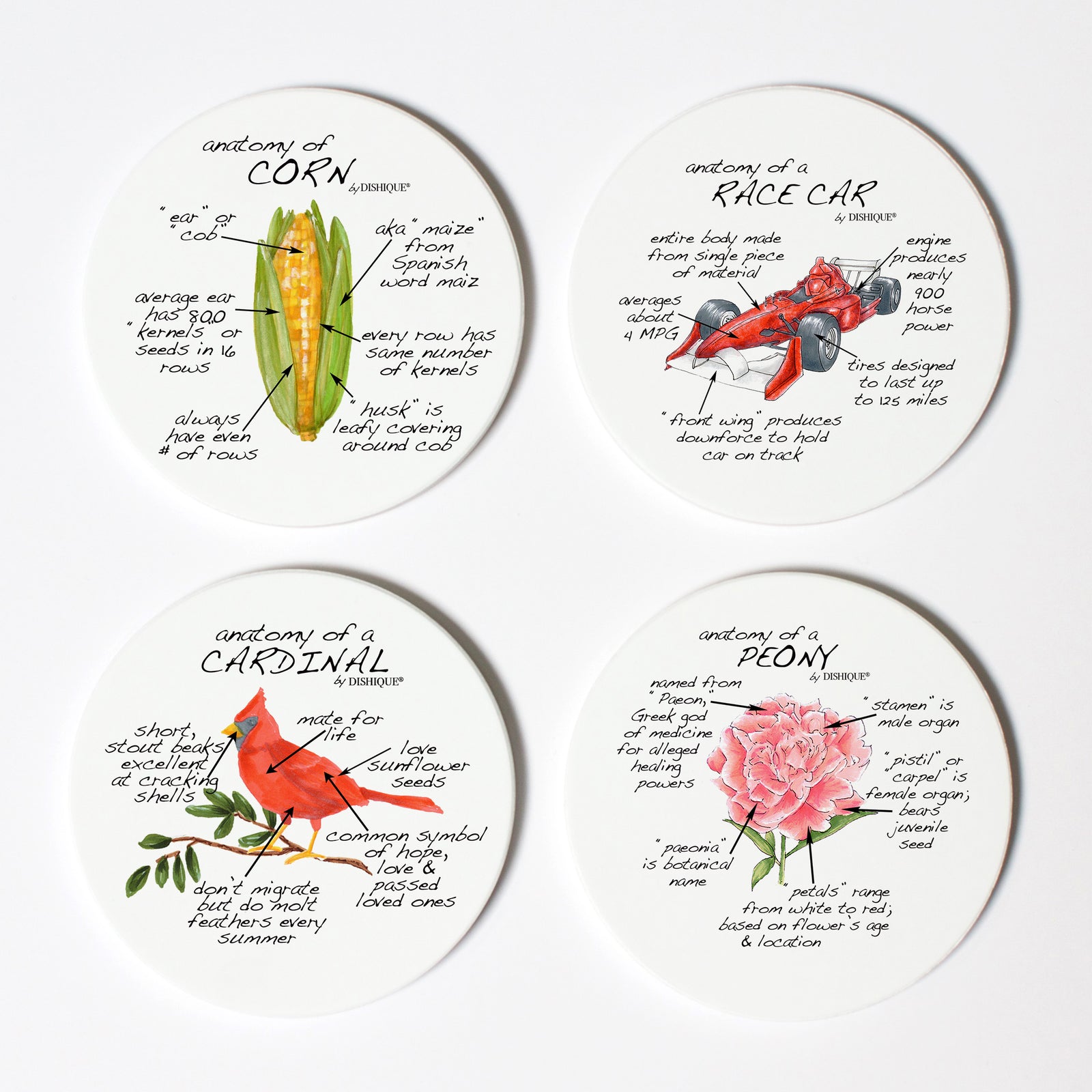Indiana Anatomy Coaster Set