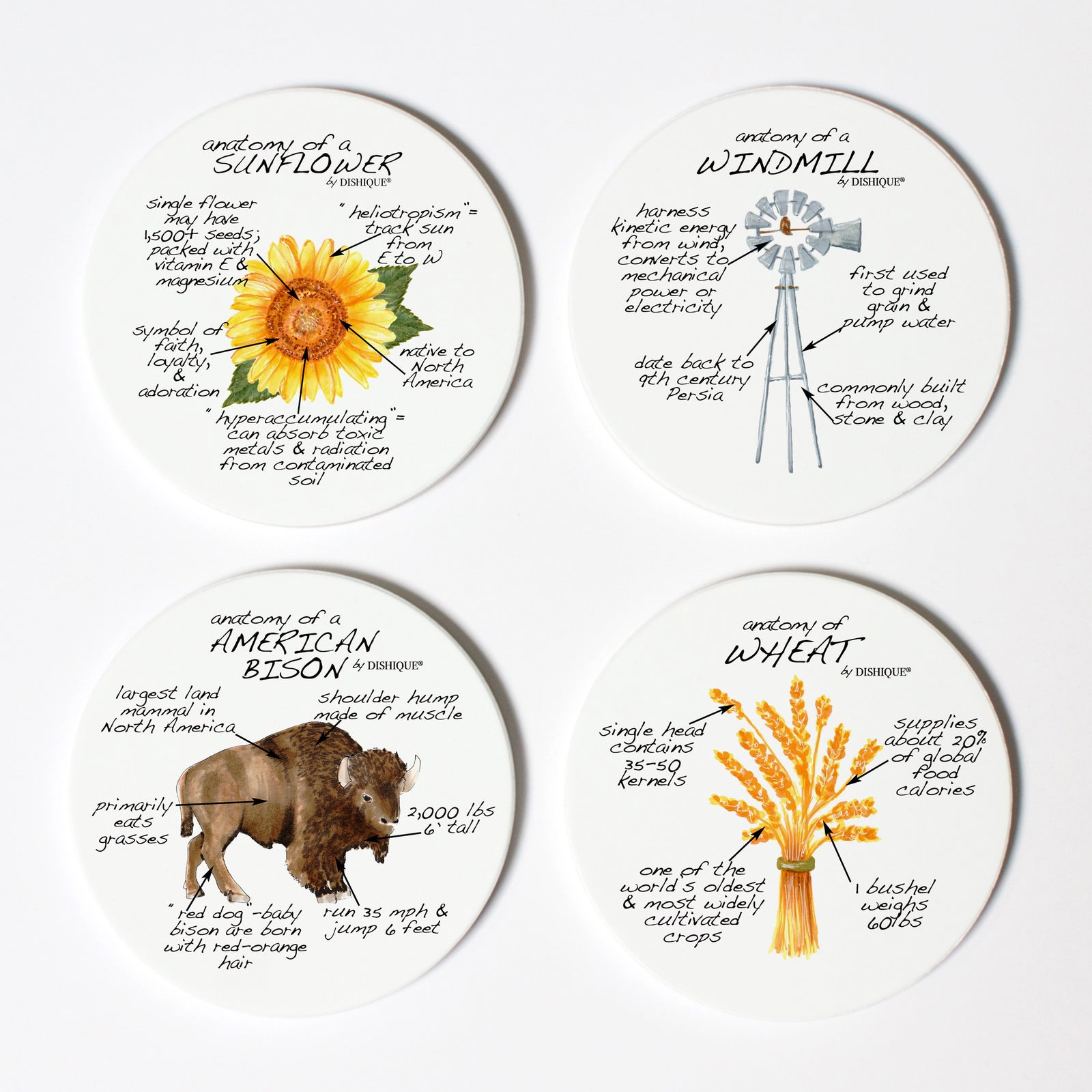 Kansas Anatomy Coaster Set