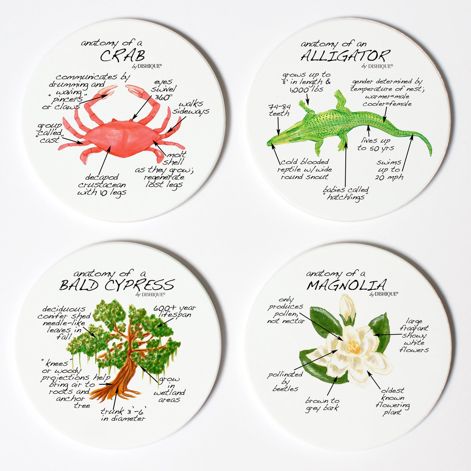 Louisiana Anatomy Coaster Set