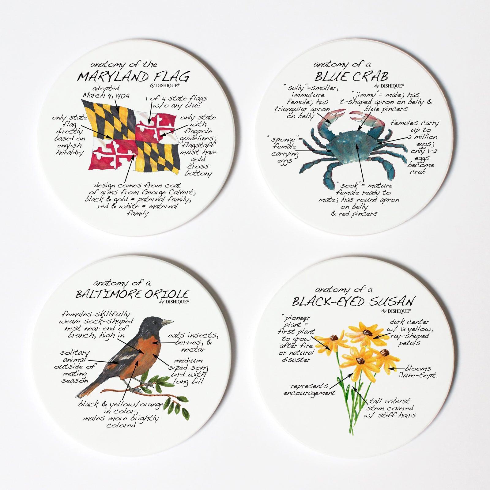 Maryland Anatomy Coaster Set
