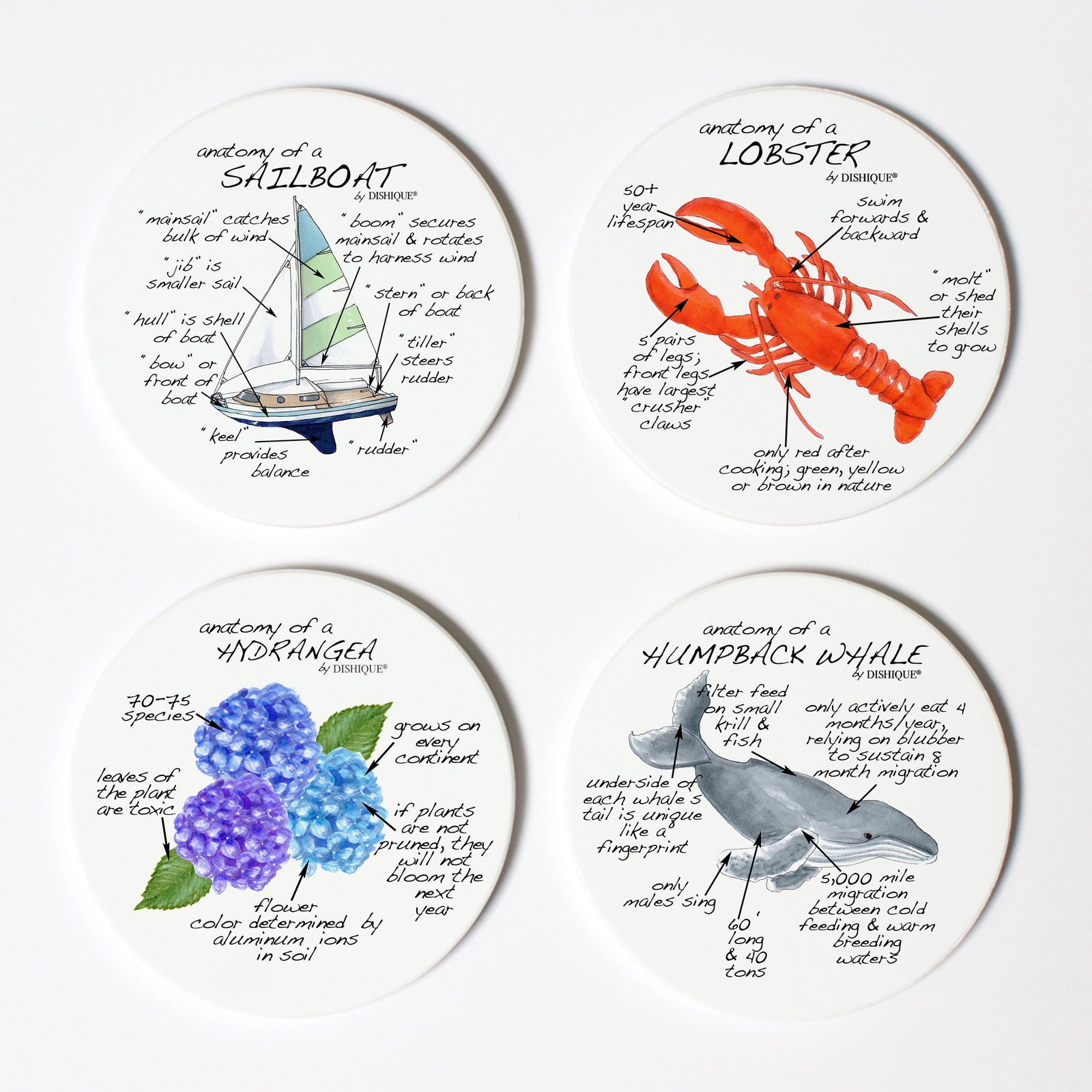 Massachusetts Anatomy Coaster Set