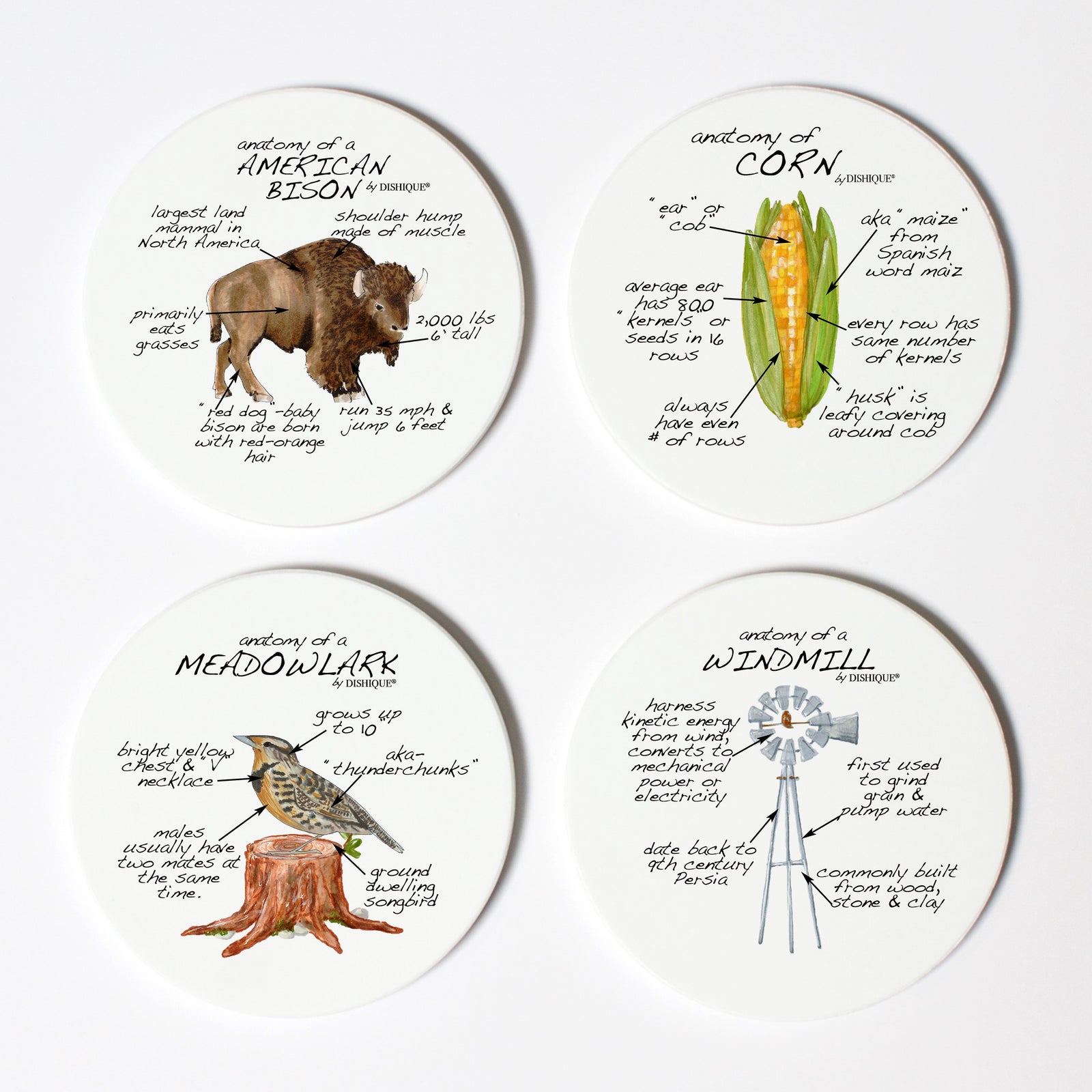 Nebraska Anatomy Coaster Set