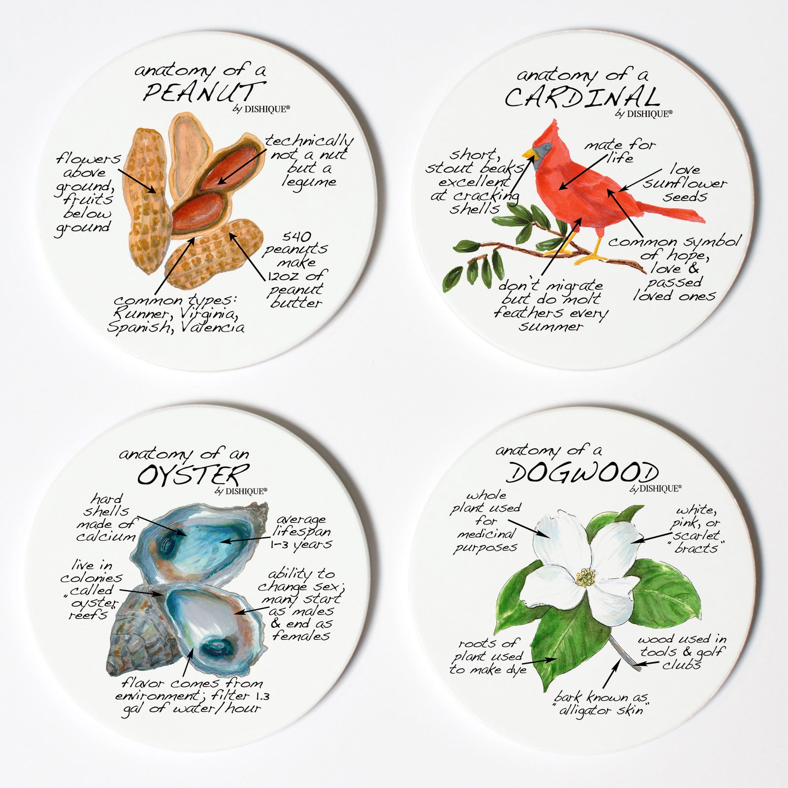 Virginia Anatomy Coaster Set