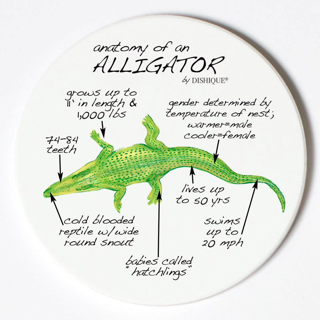 Individual Coasters - Animals & Insects - Alligator
