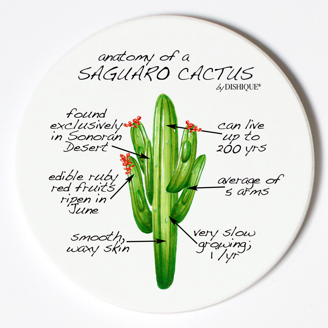 Individual Coasters - Plants - Saguaro