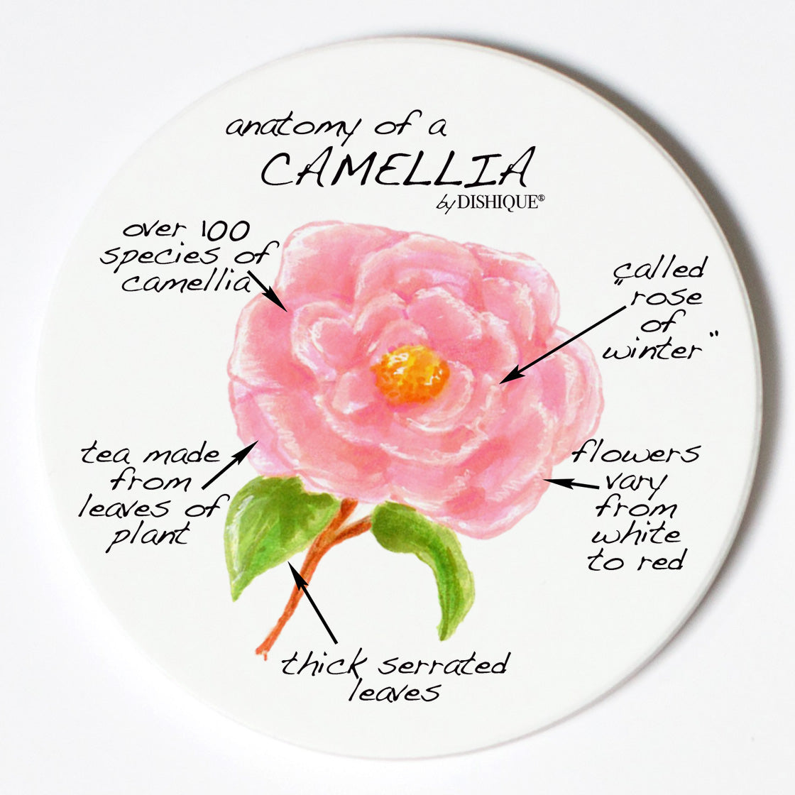 Individual Coasters - Plants - Camelia