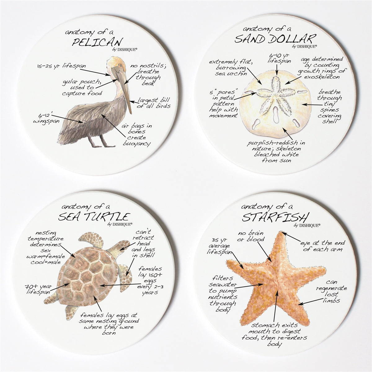 Beach Life Anatomy Coaster Set