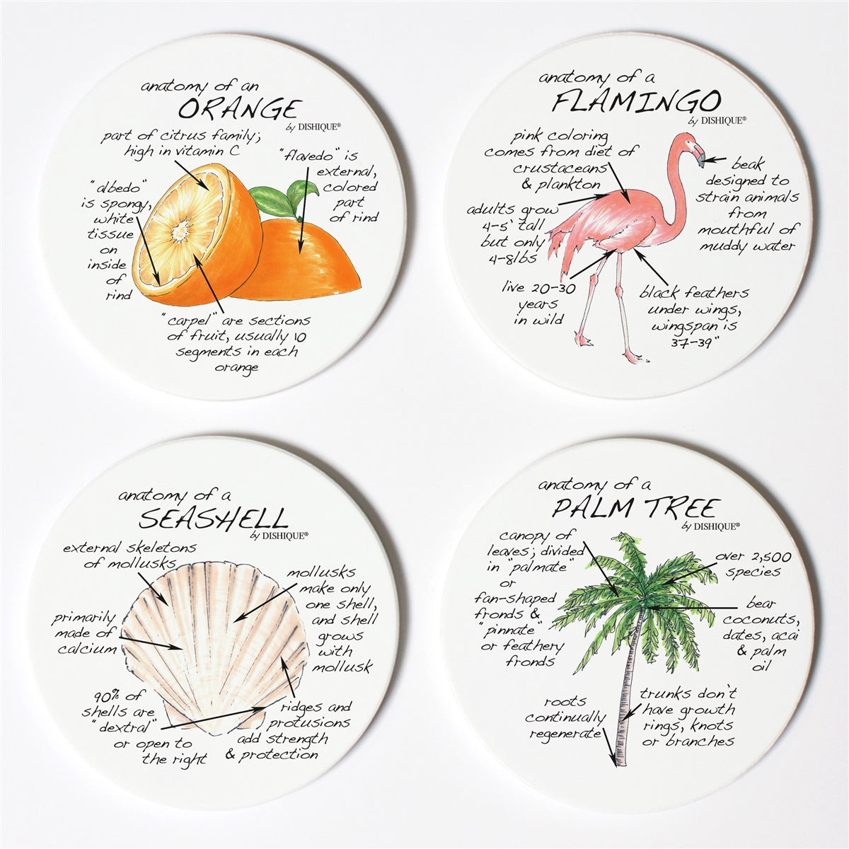 Florida Anatomy Coaster Set