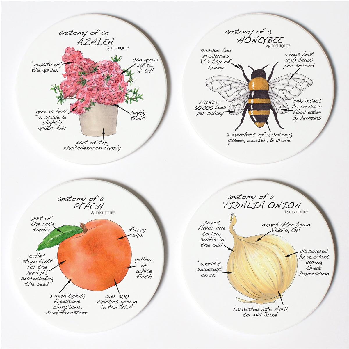 Georgia Anatomy Coaster Set