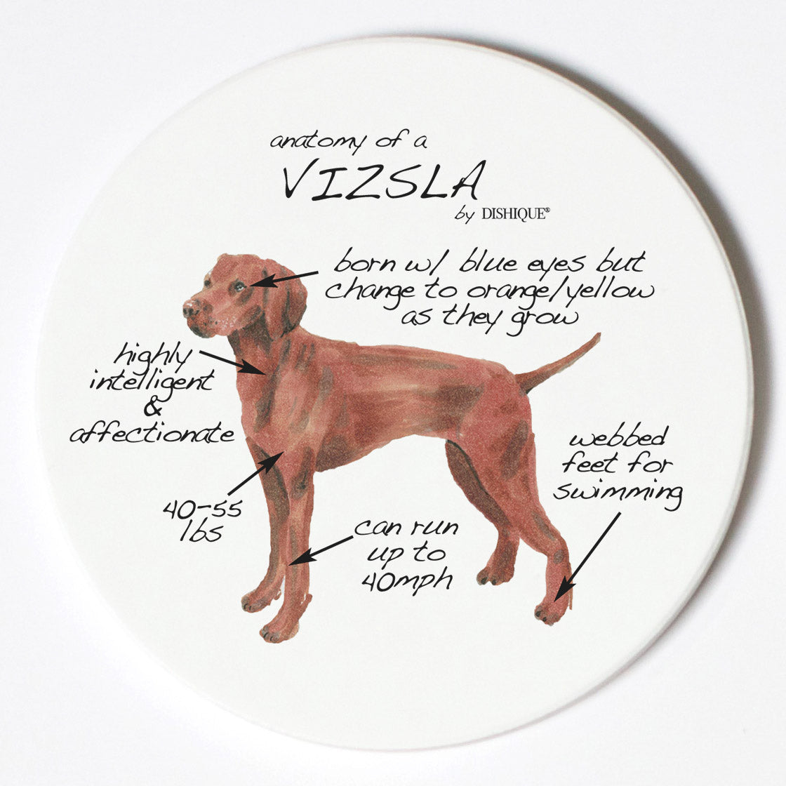Individual Coaster - Dog Breed Gifts - Vizsla