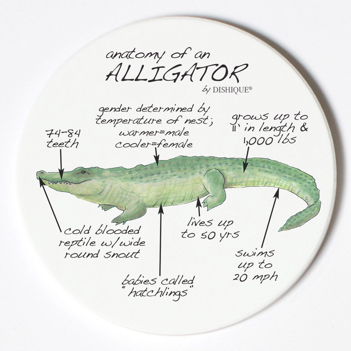 Individual Coasters - Animals & Insects - Alligator
