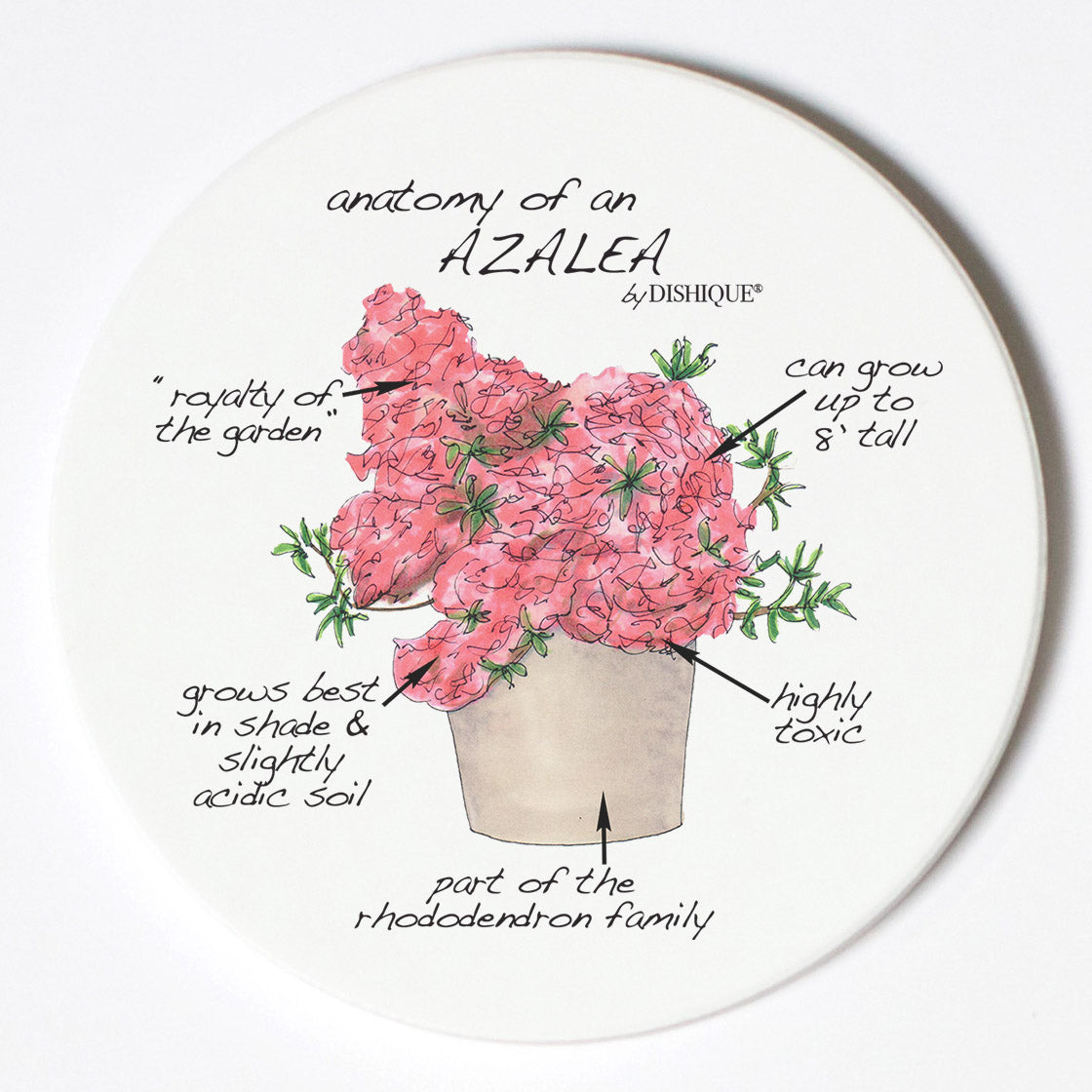 Individual Coasters - Plants - Azalea