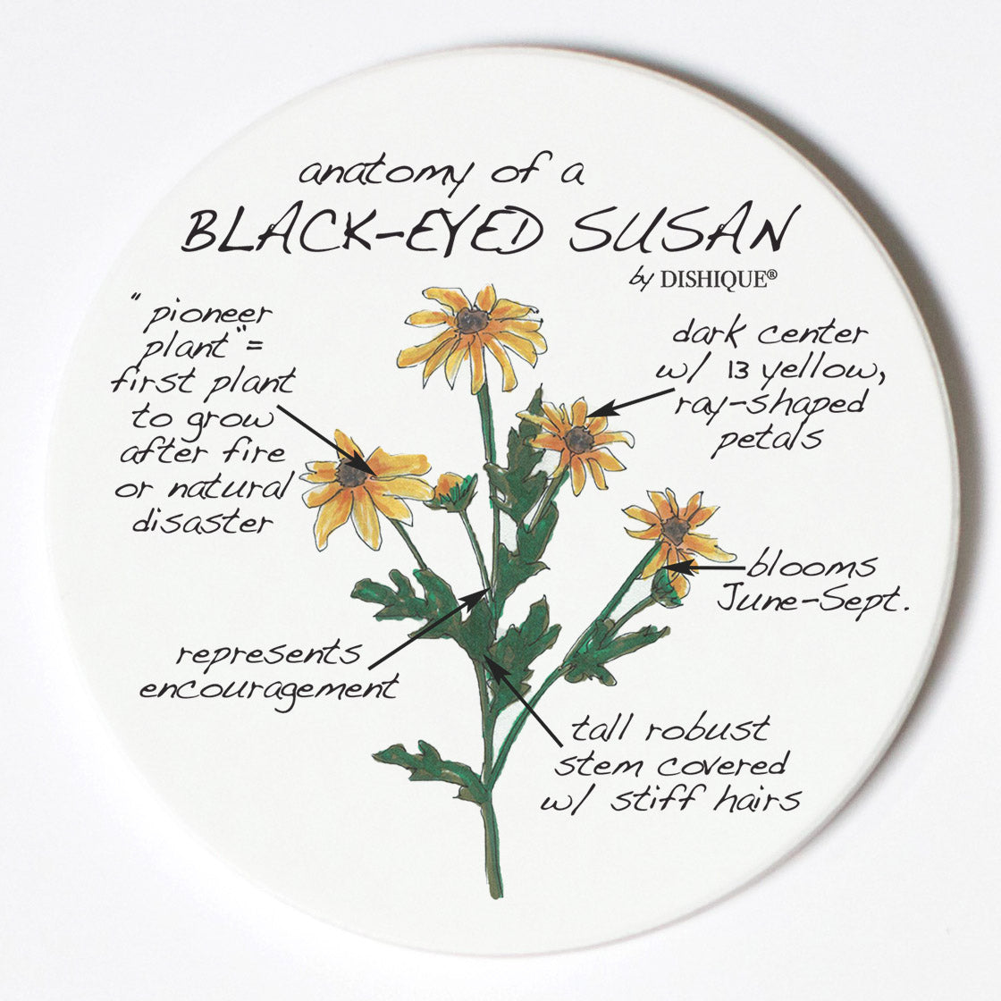 Individual Coasters - Plants - Black Eyed Susan