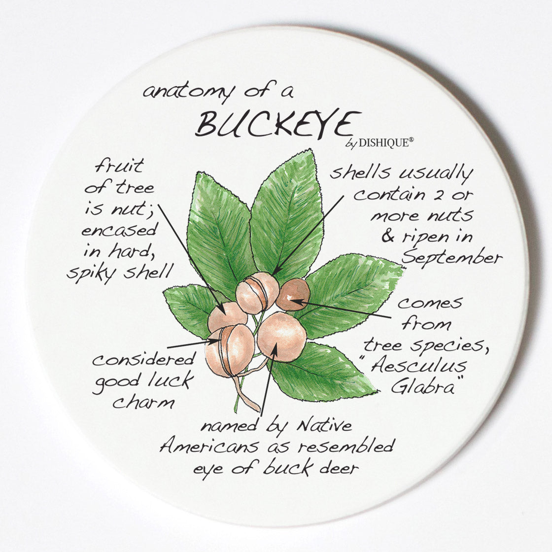 Individual Coasters - Plants - Buckeye