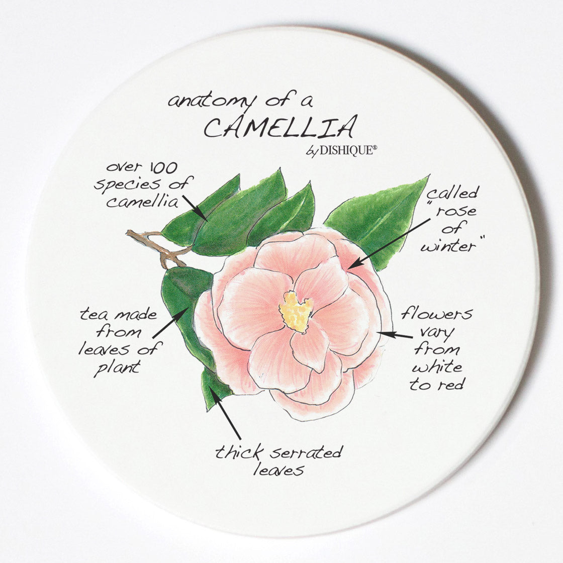 Individual Coasters - Plants - Camelia