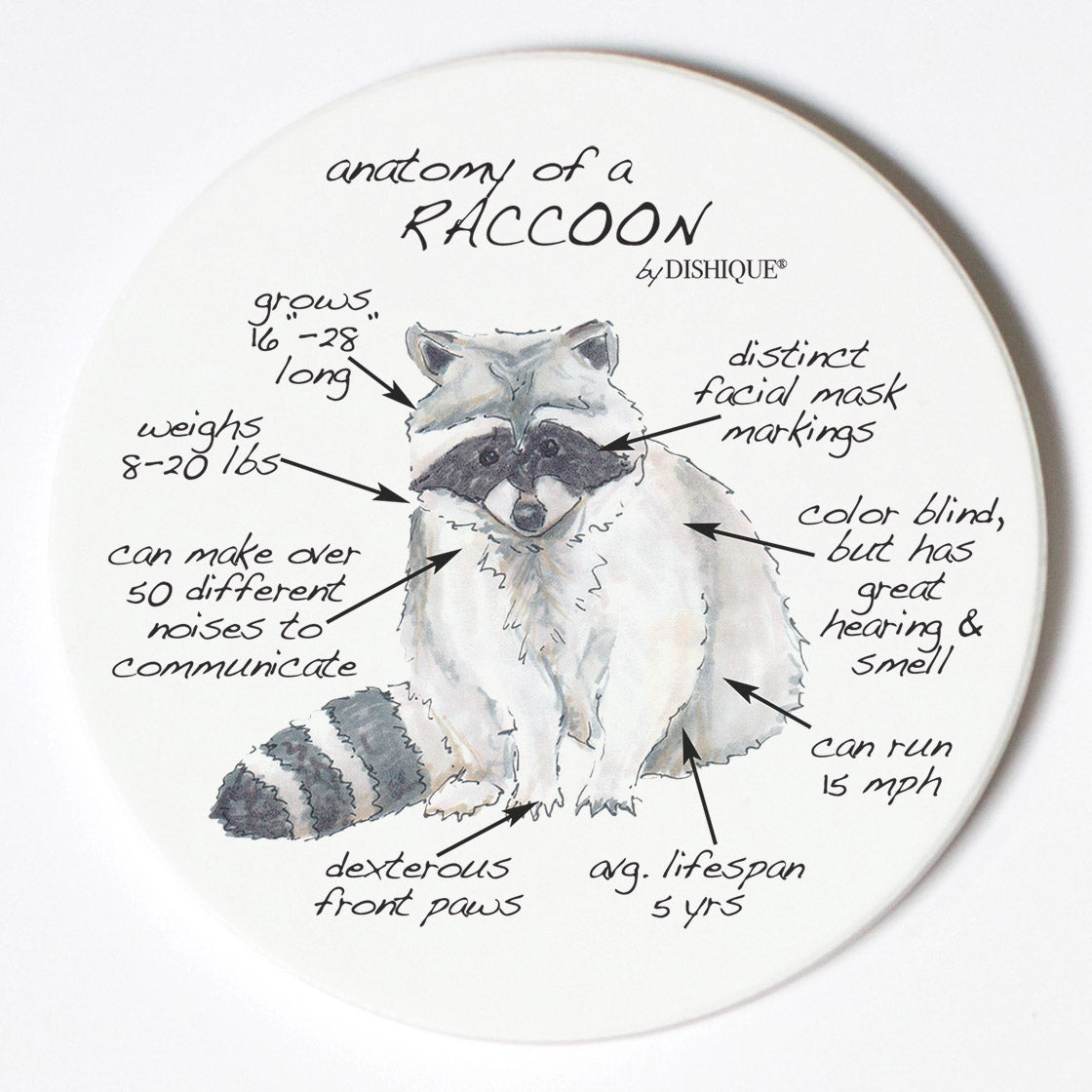 Individual Coasters - Animals & Insects - Raccoon