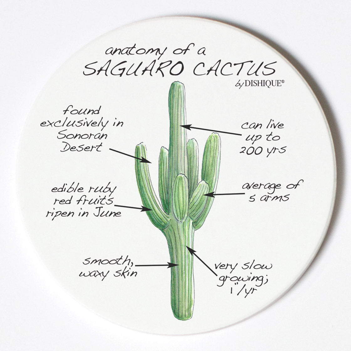 Individual Coasters - Plants - Saguaro