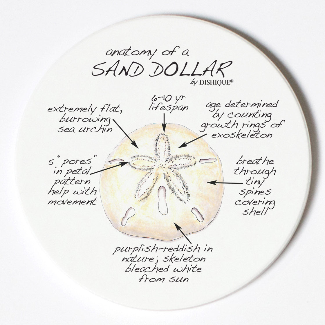 Individual Coasters - Animals & Insects - Sand Dollar