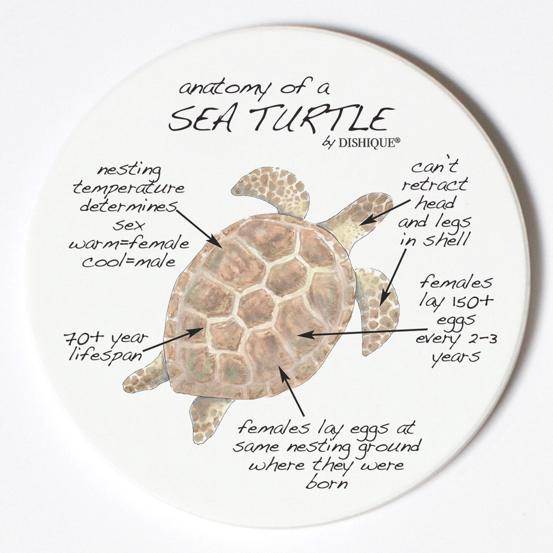 Individual Coasters - Animals & Insects - Sea Turtle