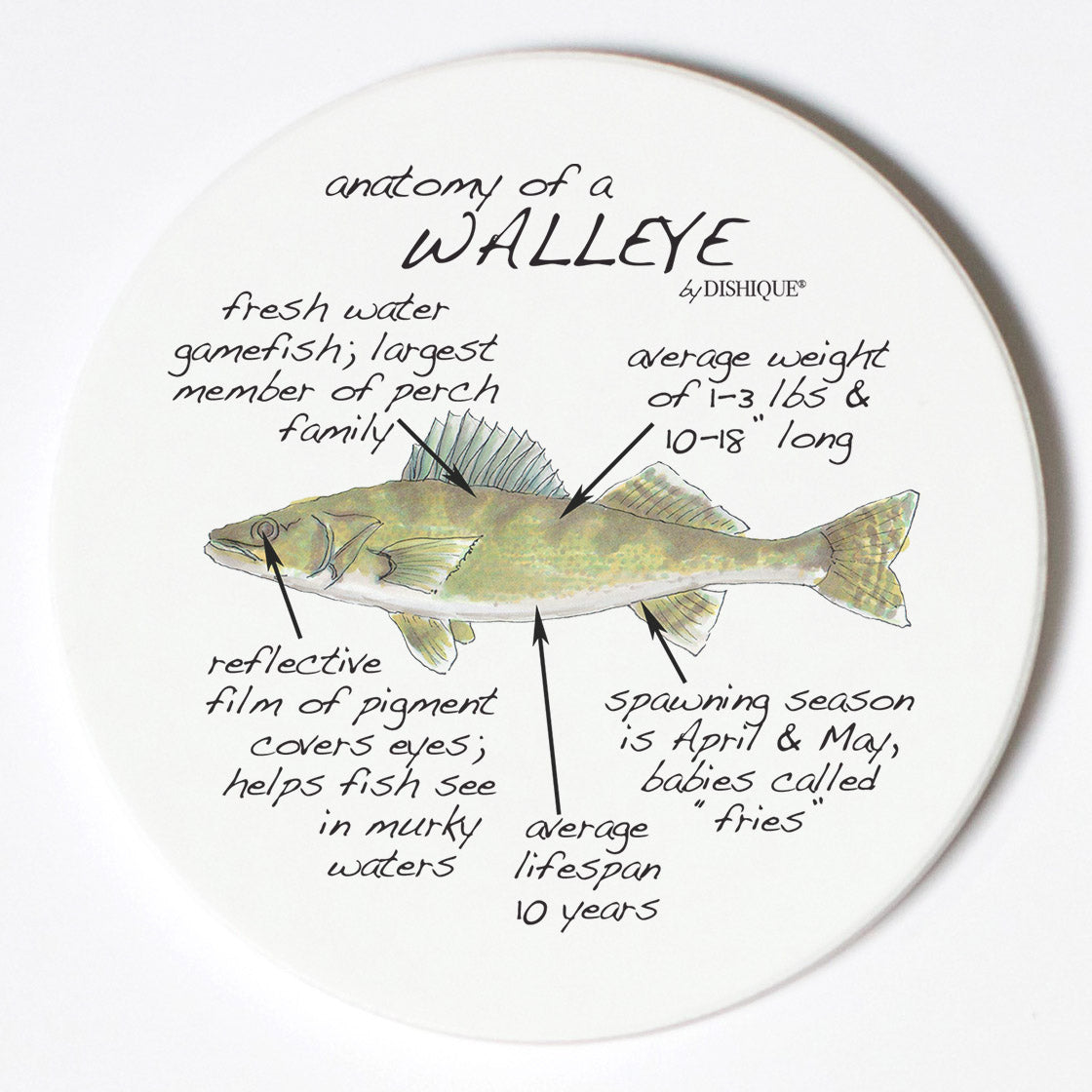 Individual Coasters - Animals & Insects - Walleye
